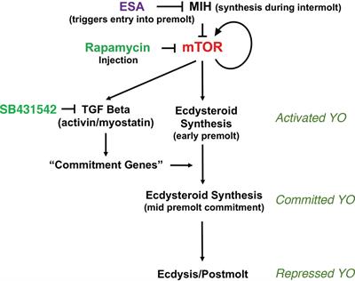 Signaling Pathways That Regulate the Crustacean Molting Gland